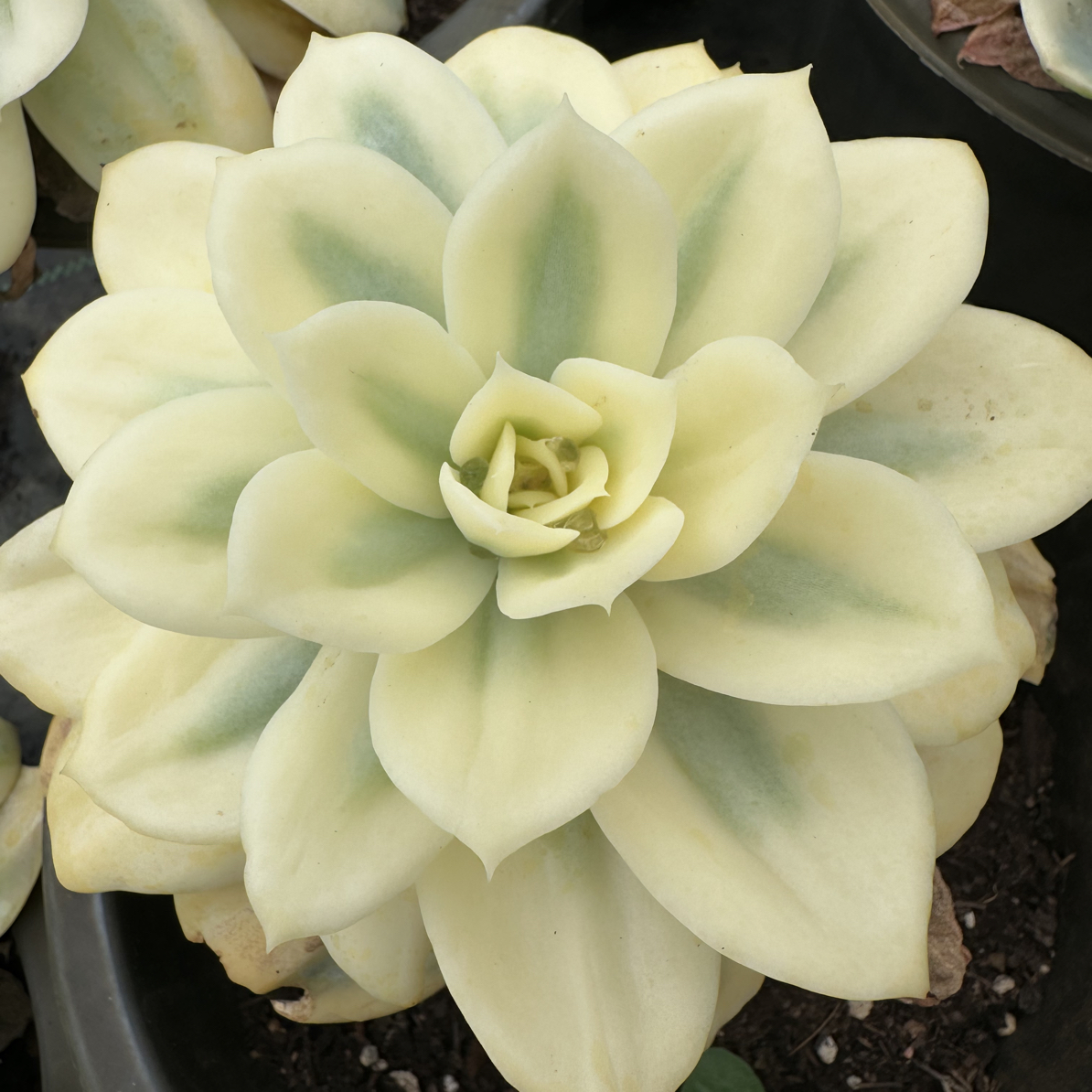 多肉直播链接一物一拍看准再拍