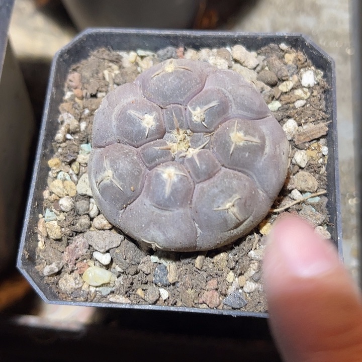 满38包邮2天凑单，脱土晾根发货多肉植物
