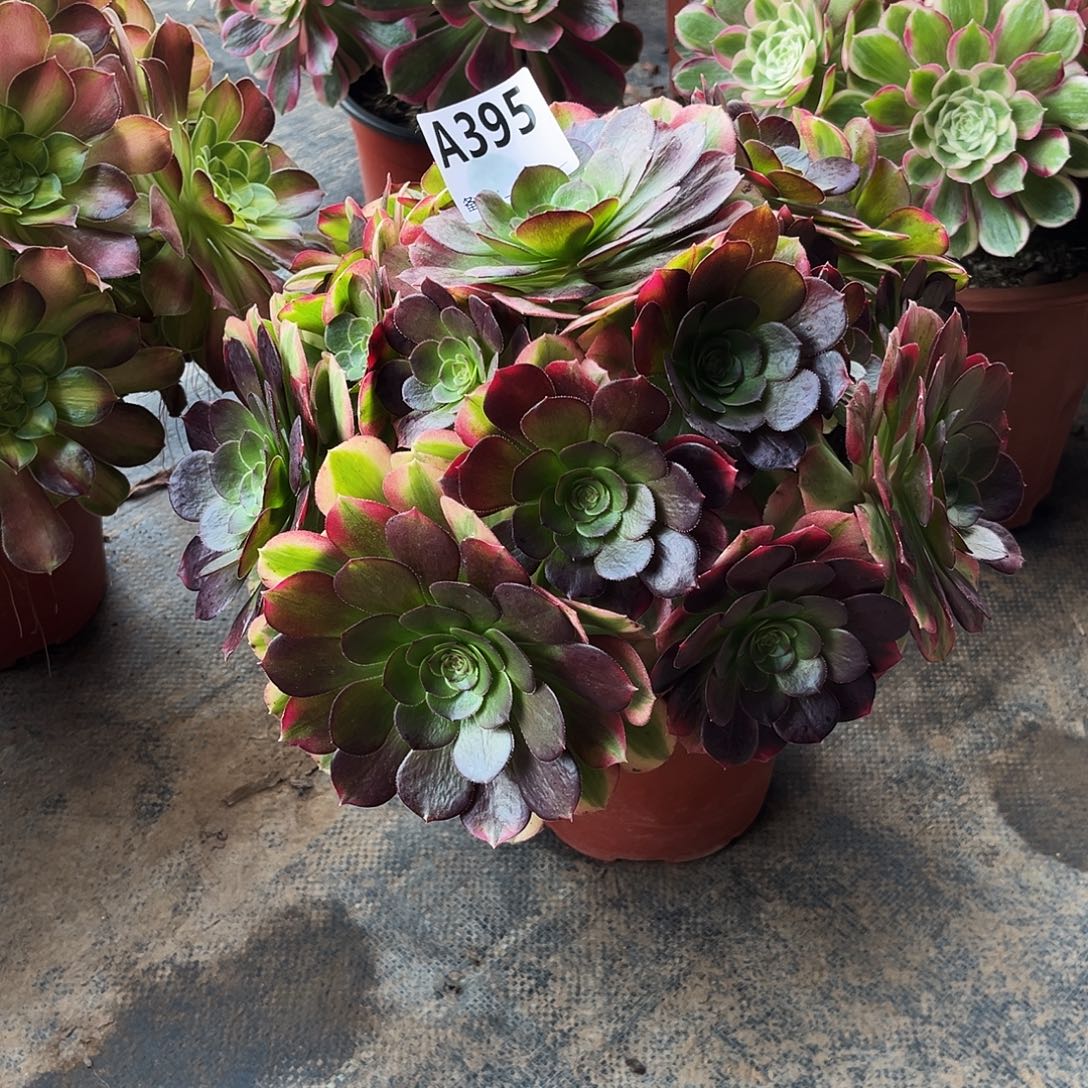 多肉植物雨荷395多肉