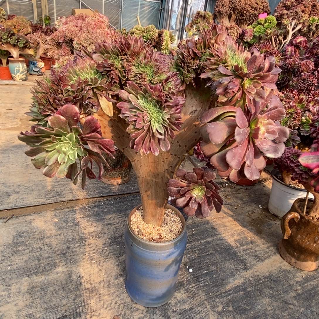 水墨萝莉阴阳老庄