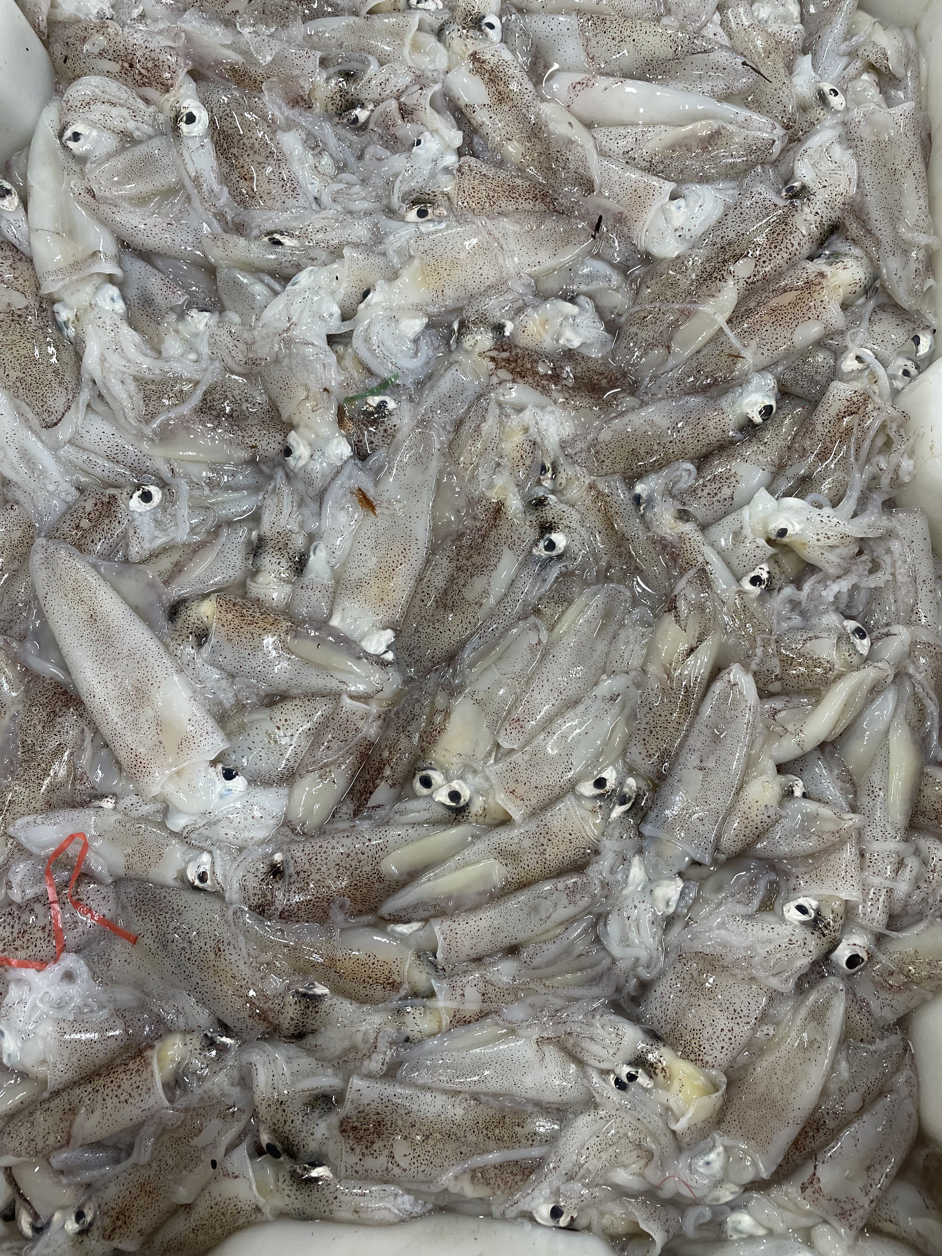 大连发货  笔管鱼（海兔） 顺丰包邮