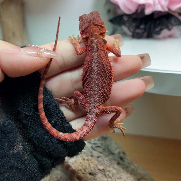 鬃狮蜥辣红果冻弟弟