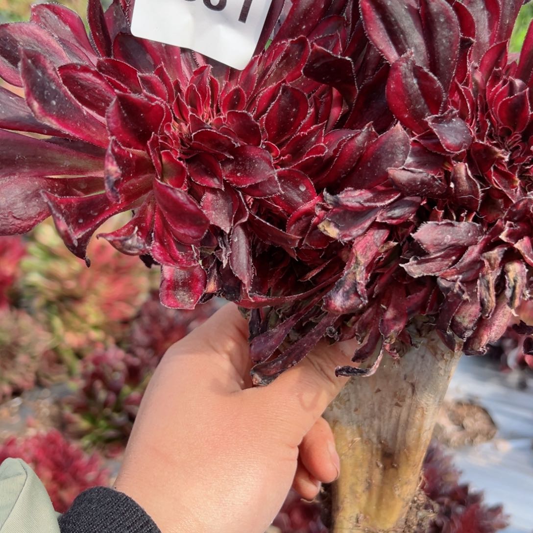 831 号多肉植物法师新年福利