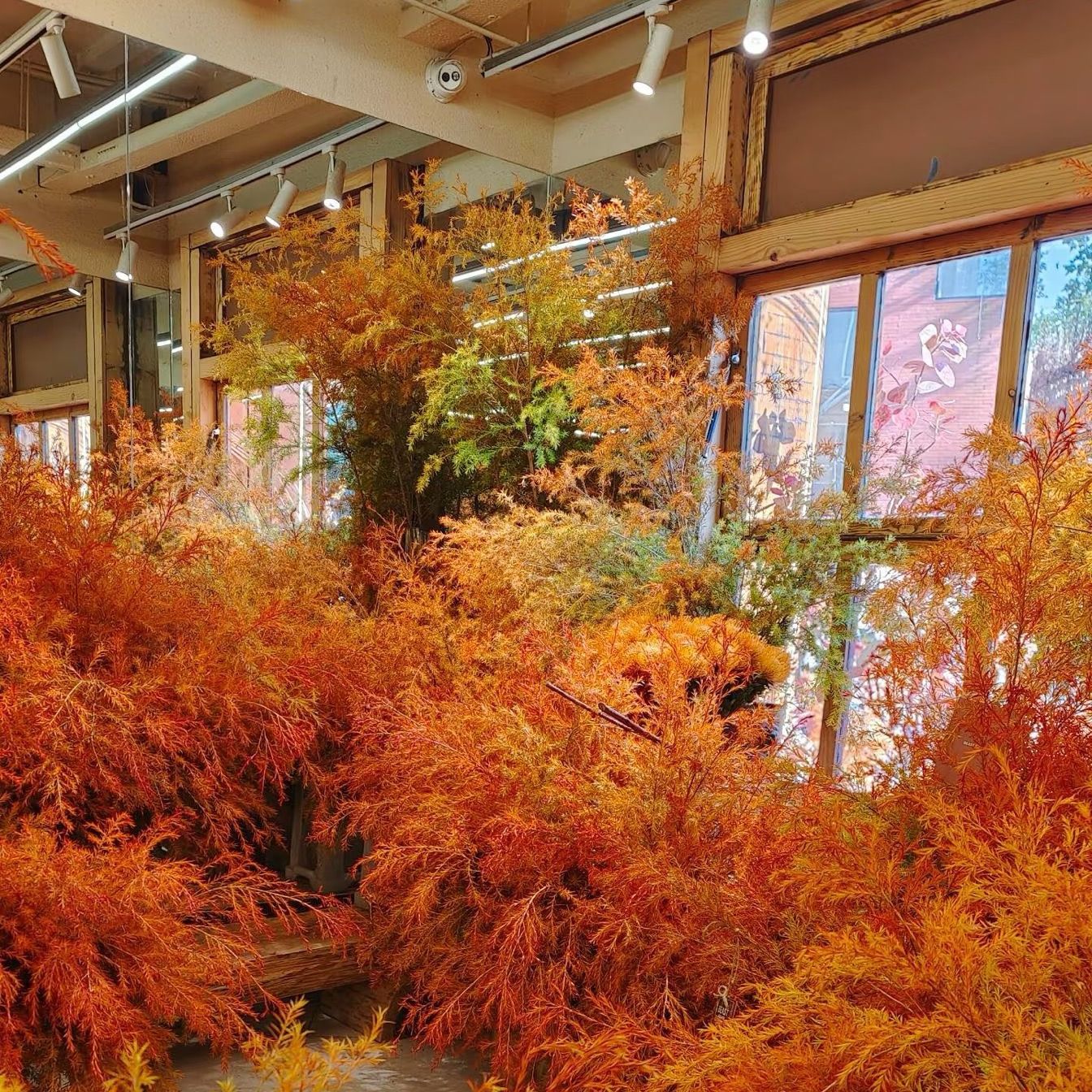 【千层金】厦门实体鲜花批发高品质基地鲜切花福建包邮