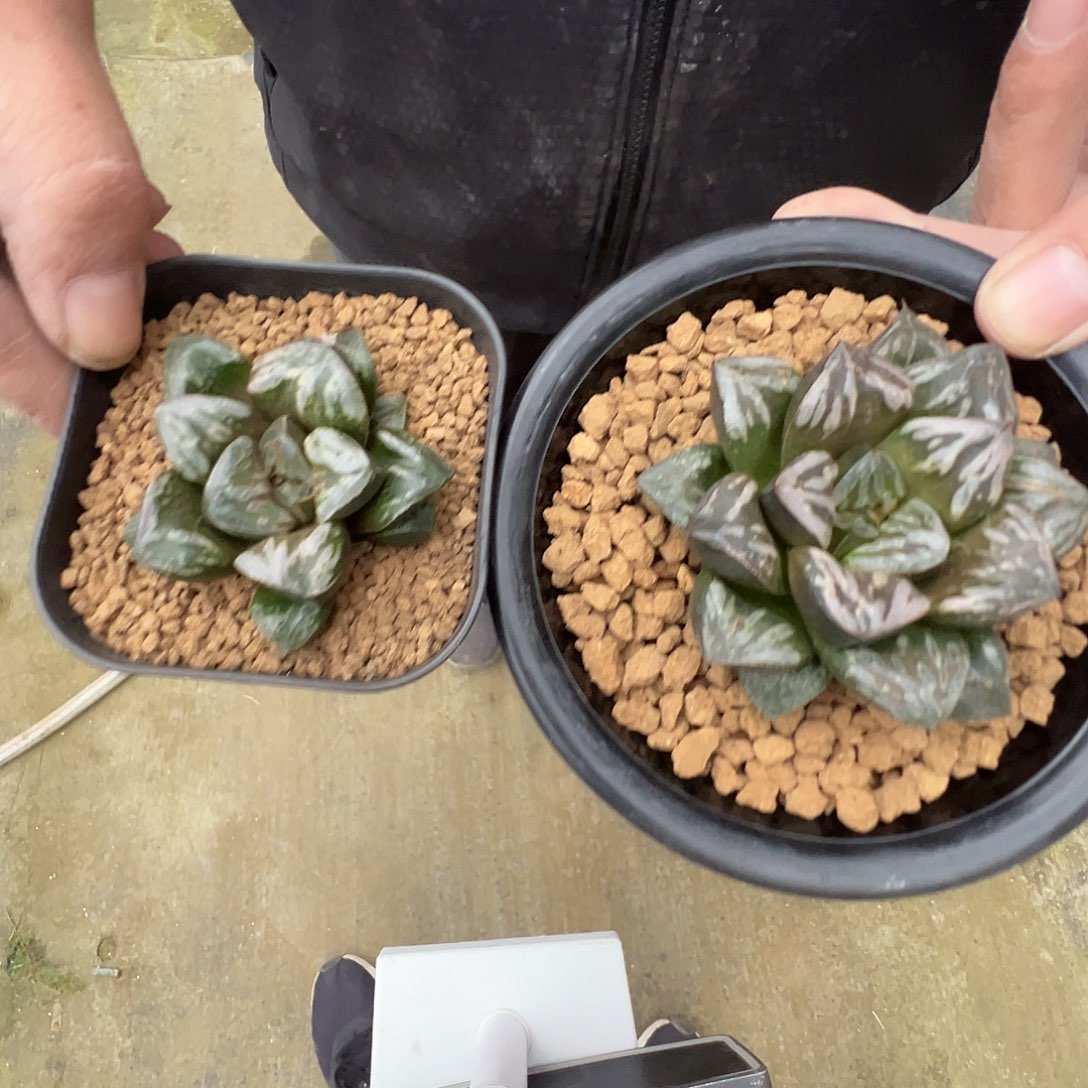 多肉植物专拍植物不退换 一物一拍 5555