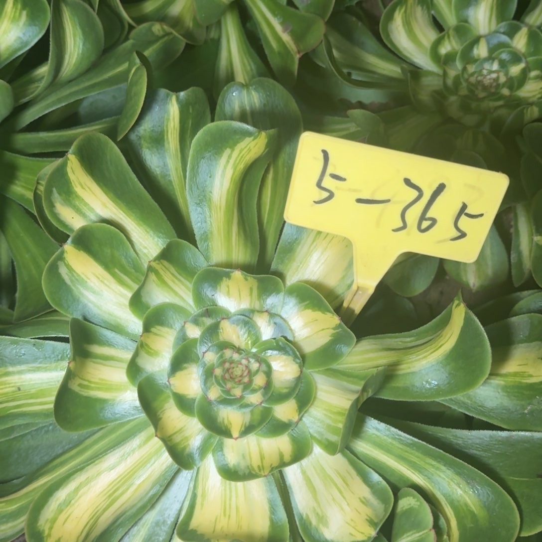 @*辰5+365-++多头多头多头