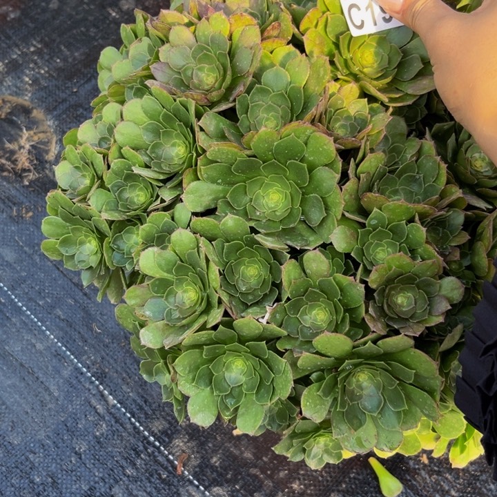 198多肉植物一物一拍