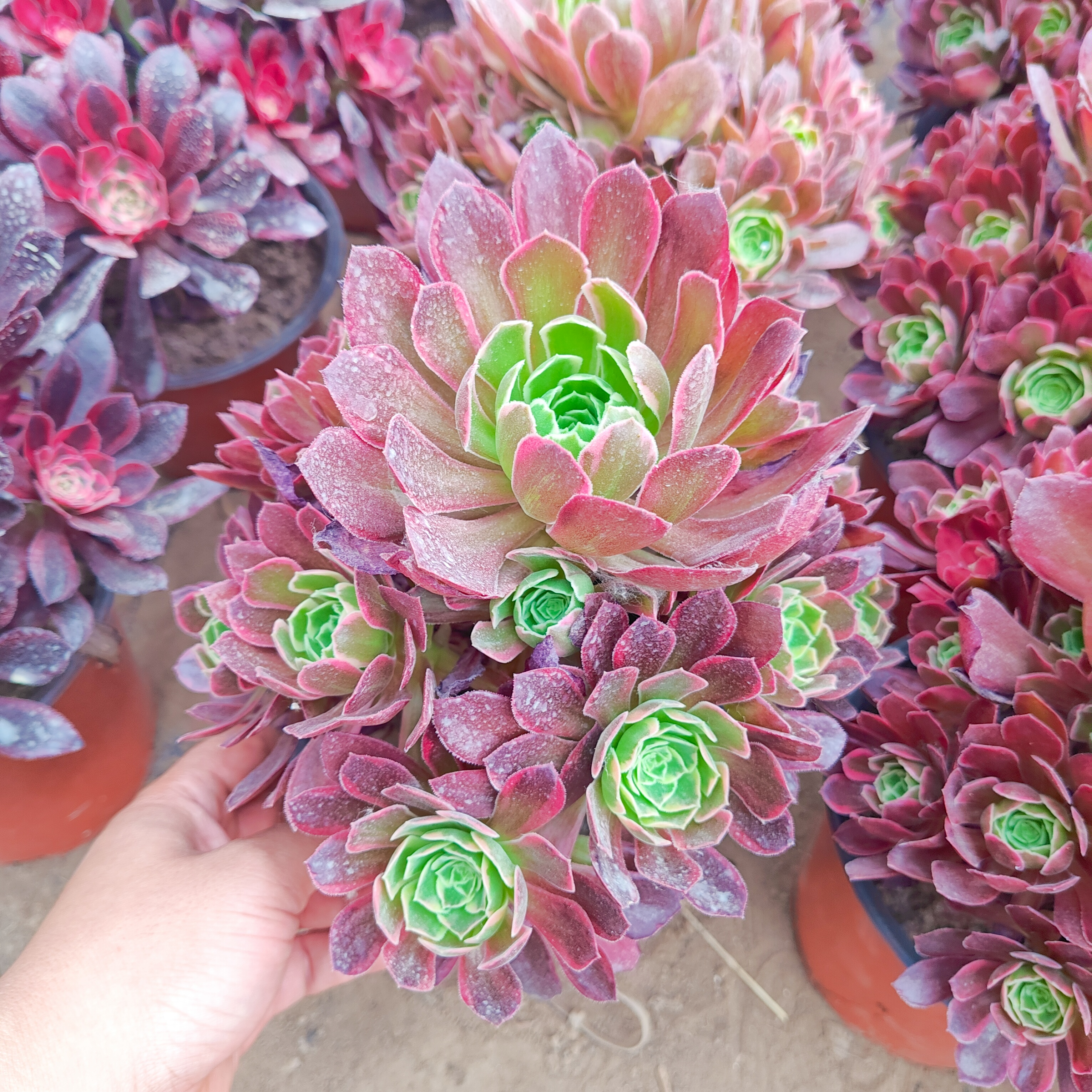 安娜多肉法师锦手捧冠幅20-24