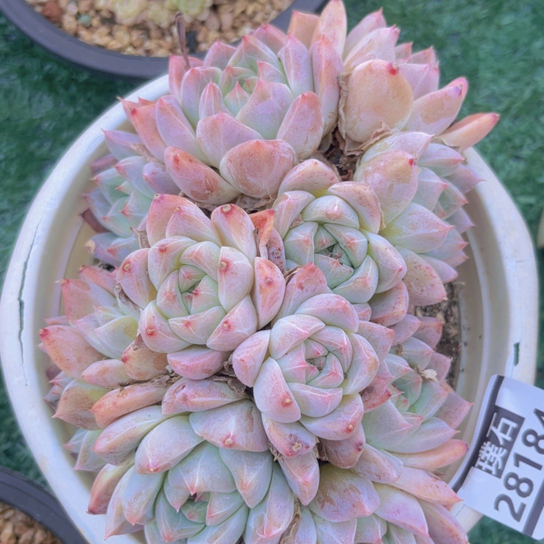 冰山美人28184多肉植物