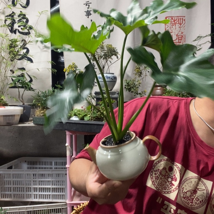 以实际为准盆景绿植绿植13