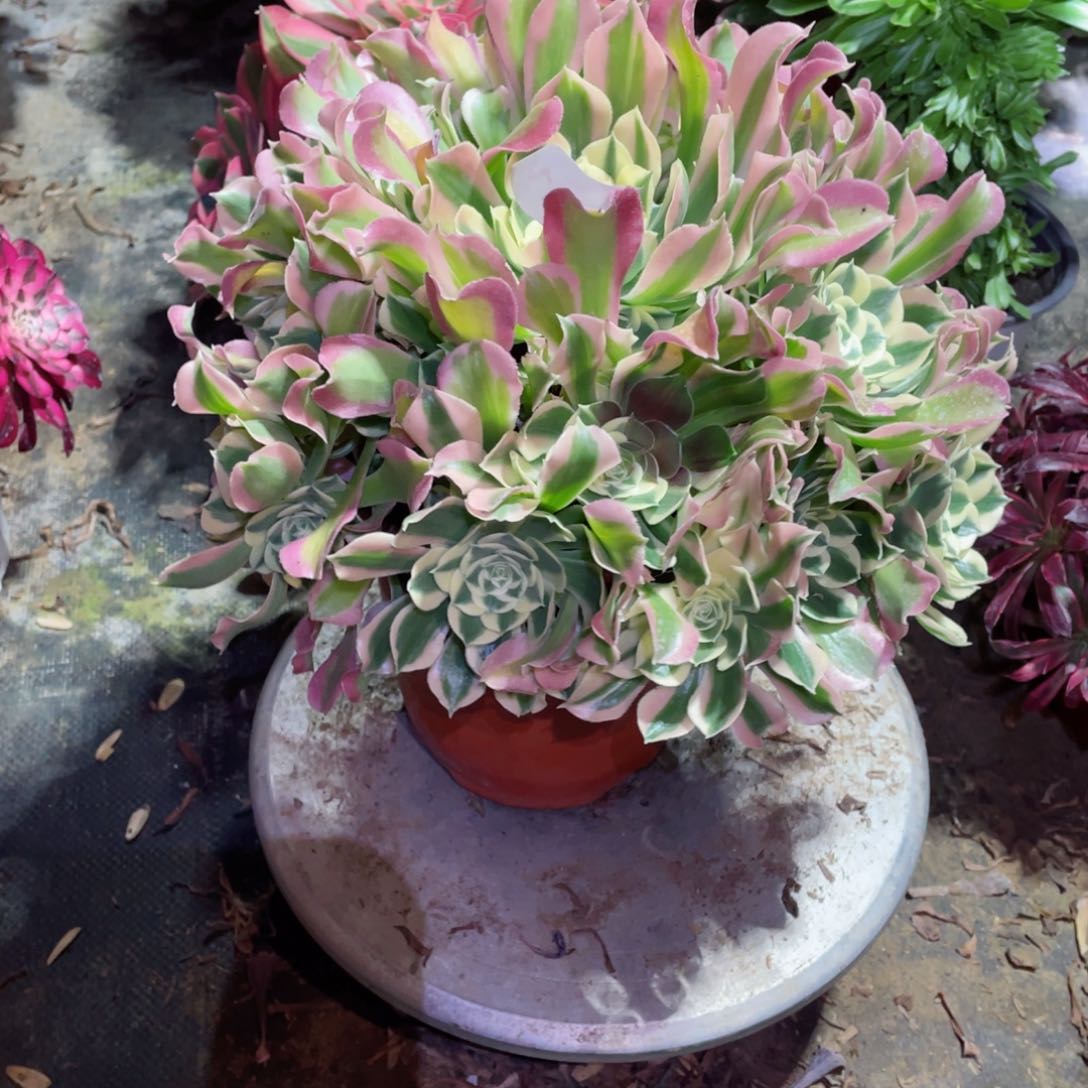 多肉植物白凤564