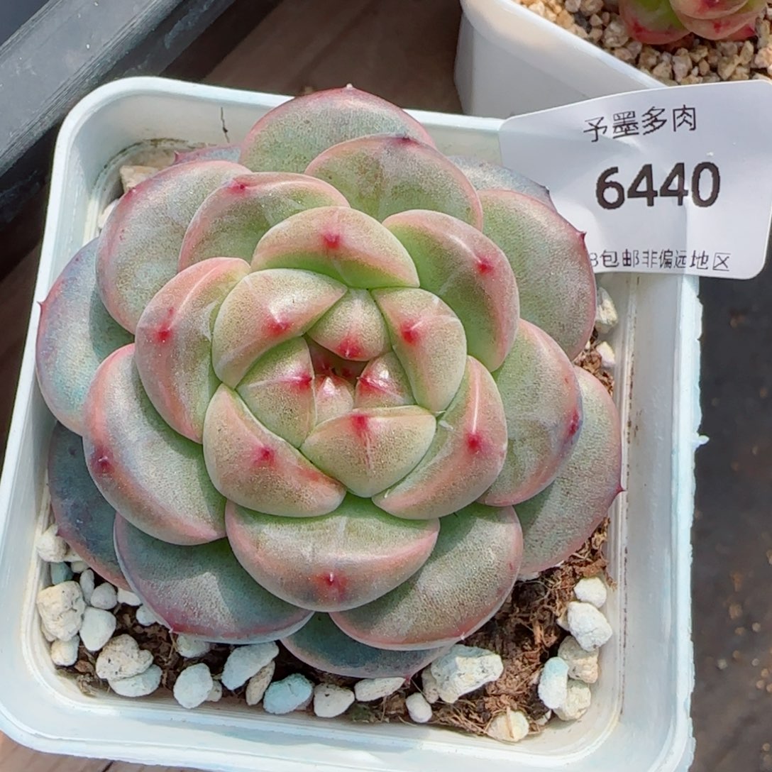 相思豆，6440多肉植物