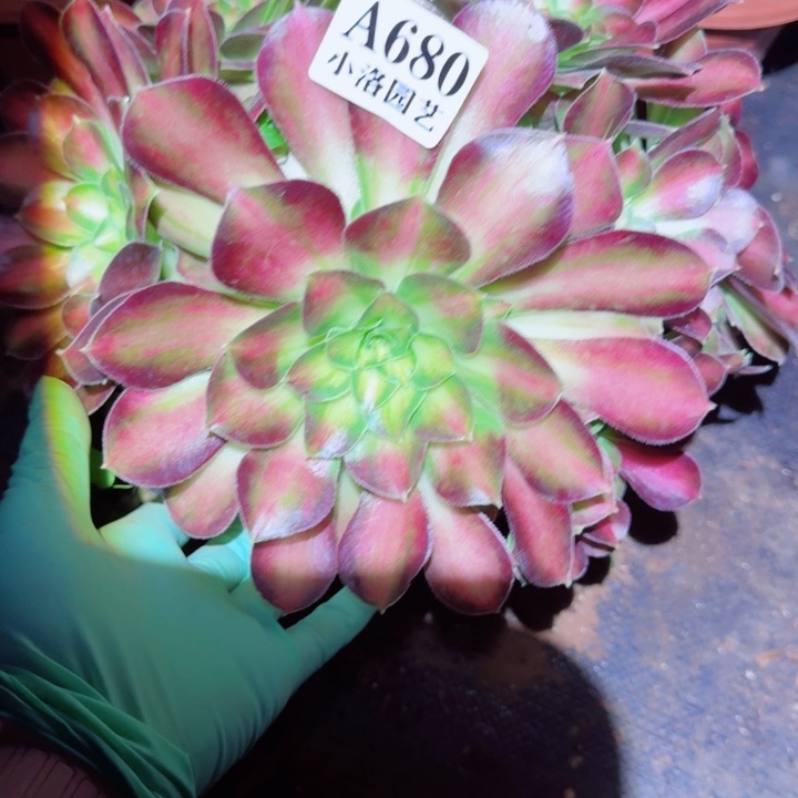 680韶华多肉植物28包