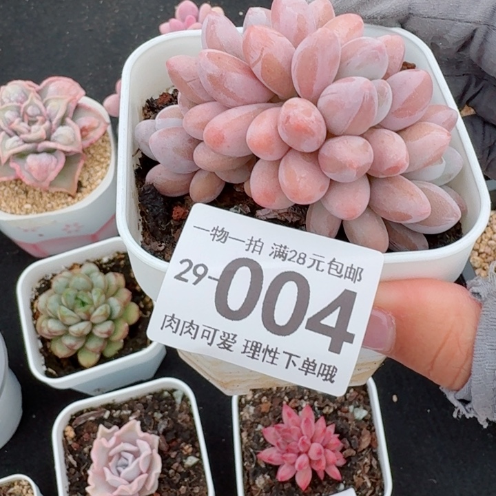 汤圆多肉多肉多肉植物多肉，