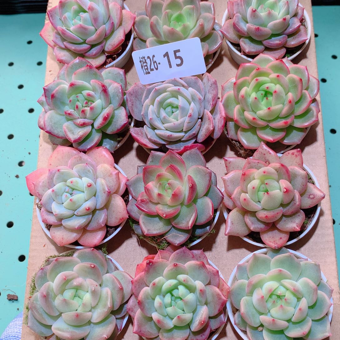 26-15一物一拍多肉带盆18颗