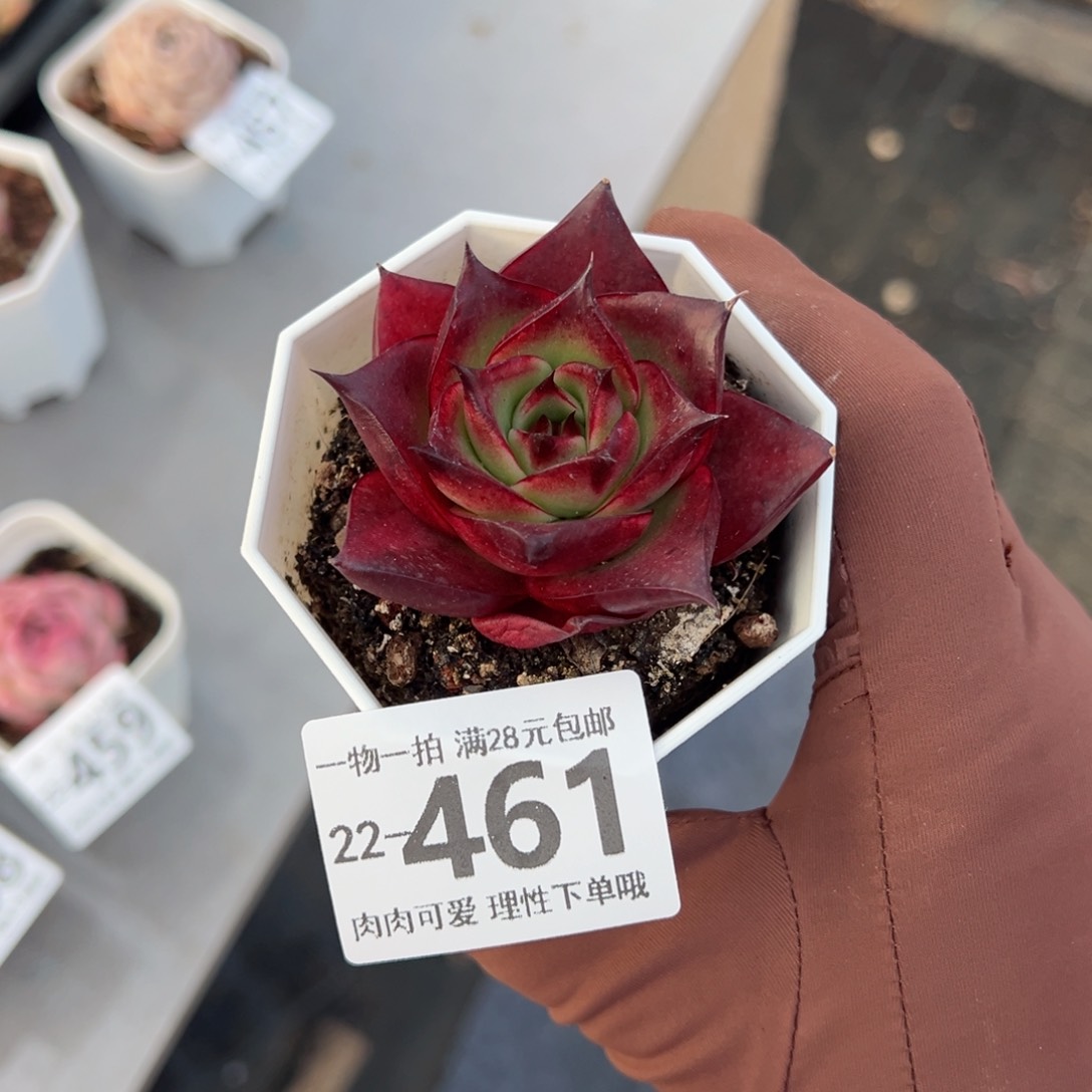 斗牛士多肉多肉多肉多肉