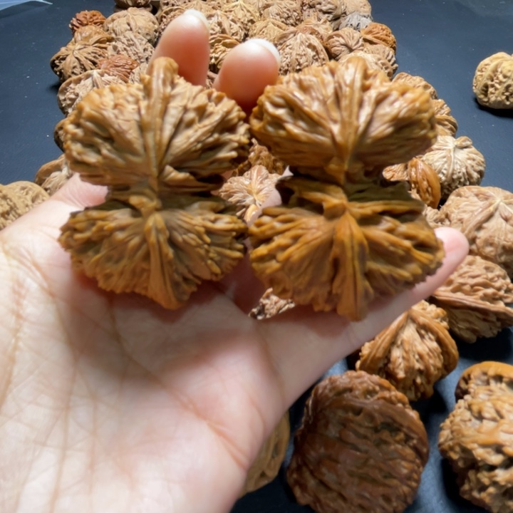 白狮子连体52尺寸核桃哈哈哈哈哈哈