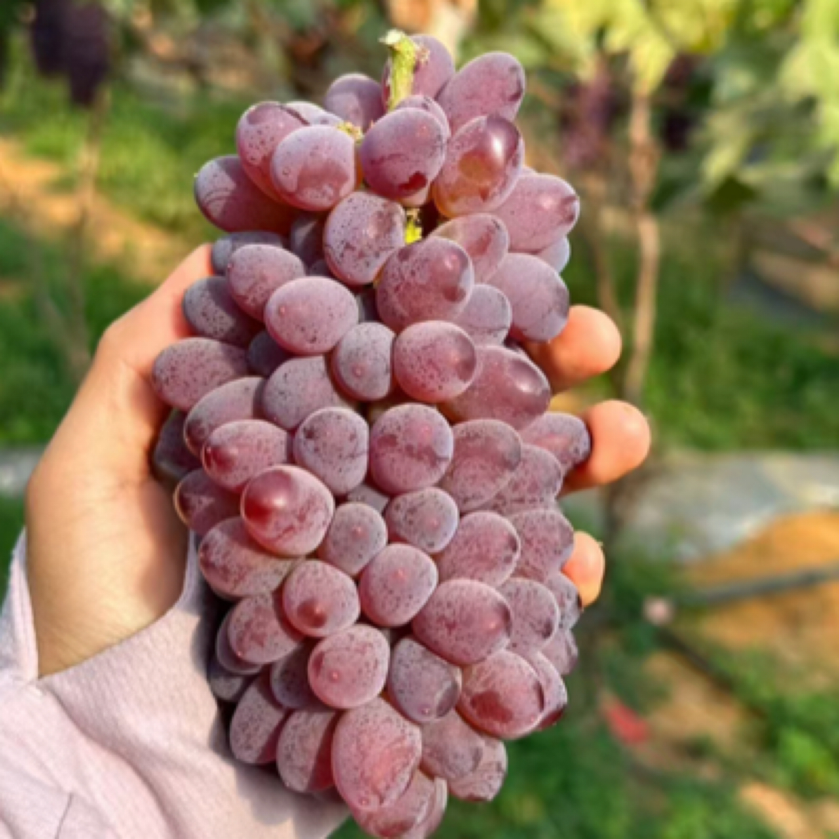 【顺丰包邮】精品茉莉葡萄 1.7斤新鲜天津市