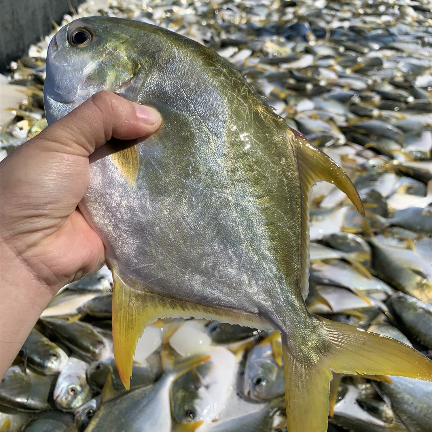 4条深海大金鲳鱼600-700g/条鲜活速冻非活发 不帮杀  顺丰包邮