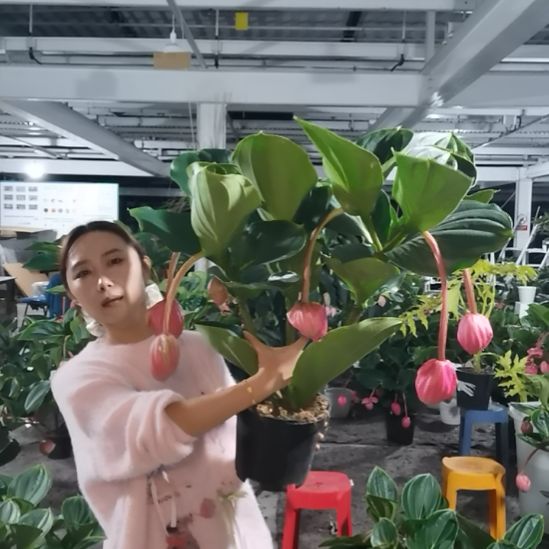 少***帅完全开放7花苞玫红