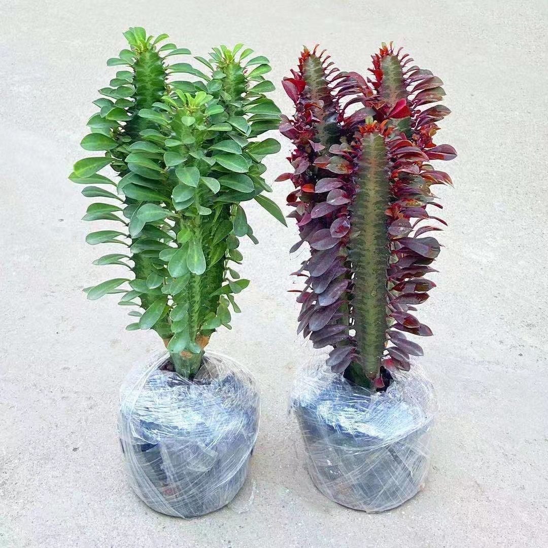 大龙骨树四季常青盆栽室内外绿植花卉喜阳不喜水植物庭院多头前台