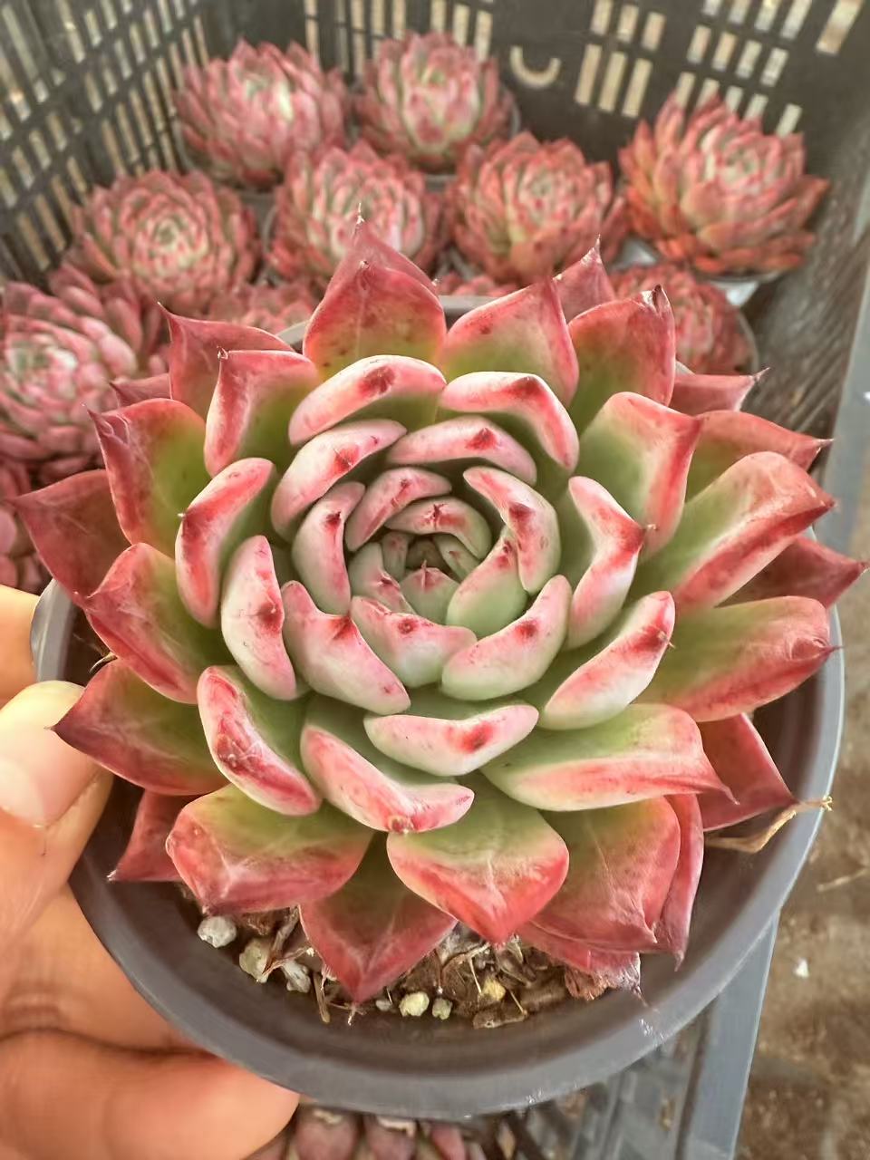 黑天鹅 多肉植物 满两单包邮