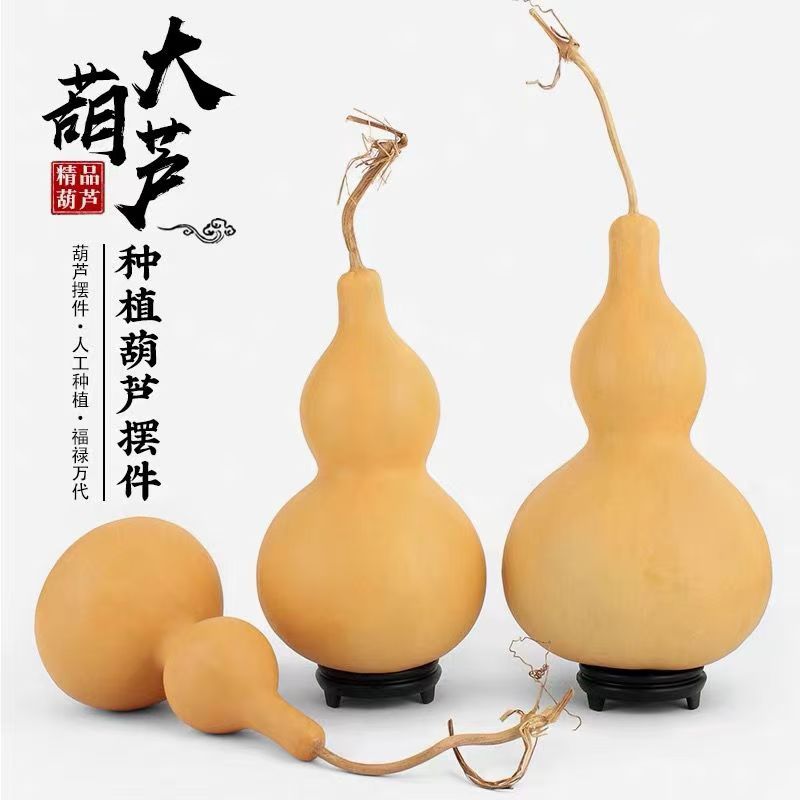 小李葫芦直播专享（仅限直播时下单，一物一拍）