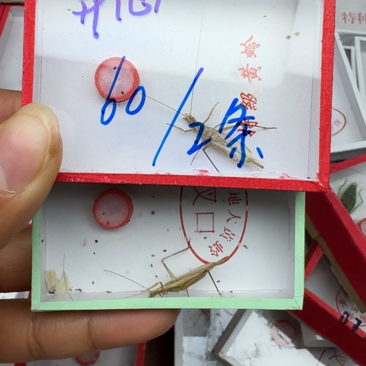 开***心蟋蟀蝈蝈我在外面111111