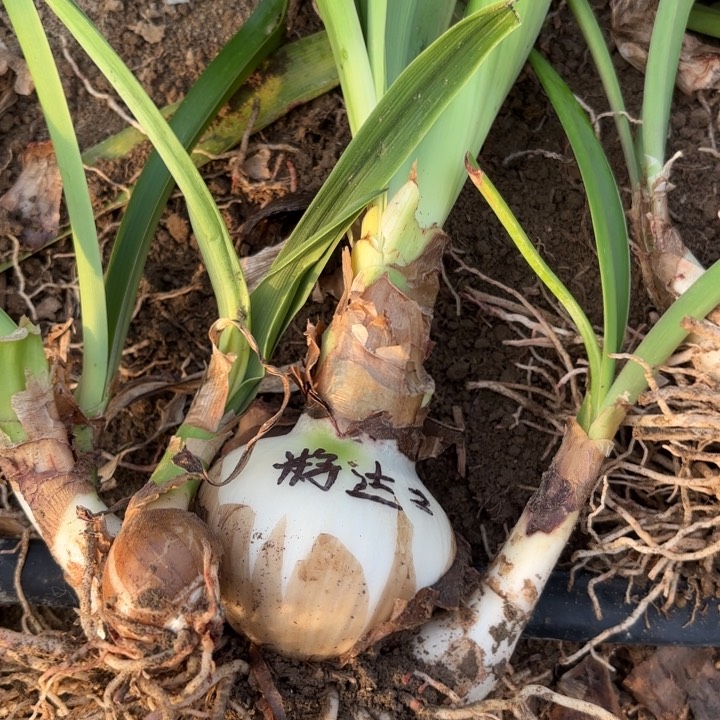 无花朵?****✨籽播达芙妮二号开花不售后