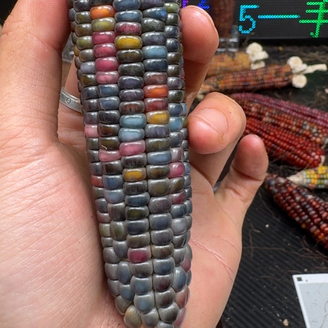 柏香籽/百香籽吊坠陆*