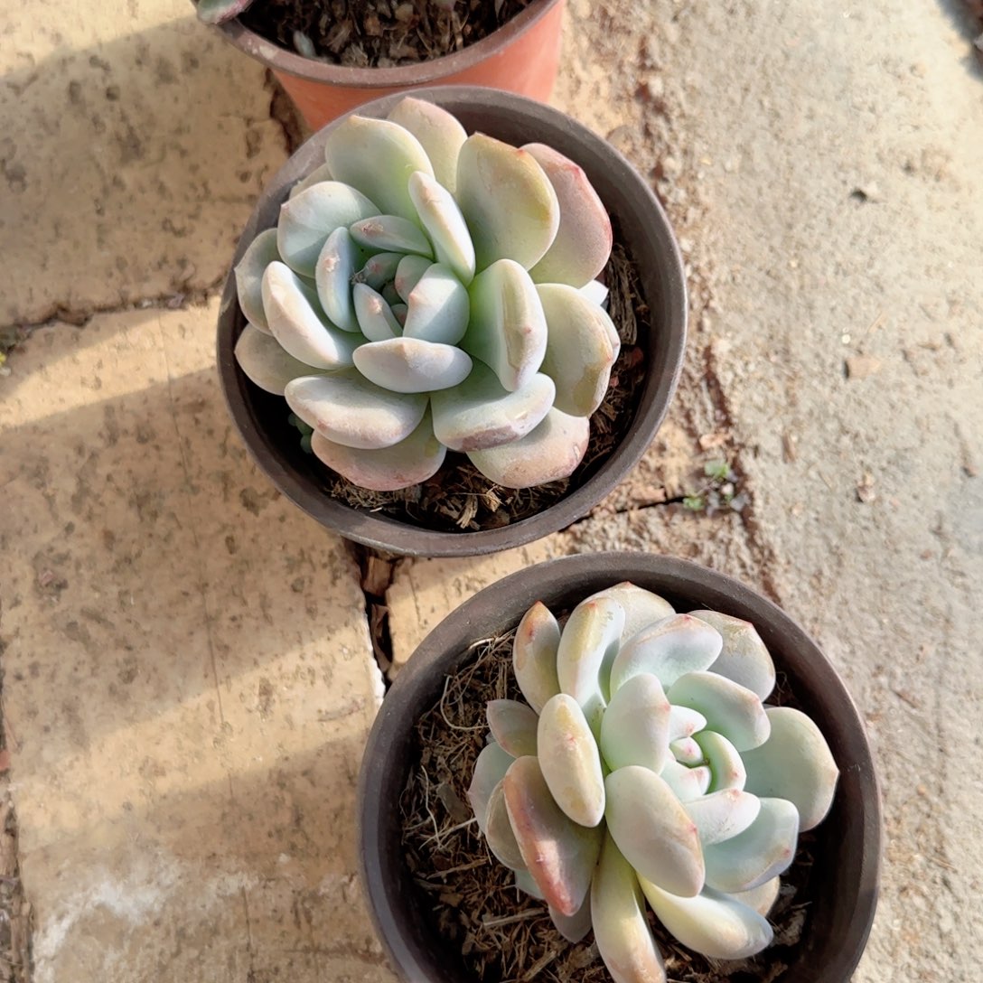 无花朵120星星橙小群