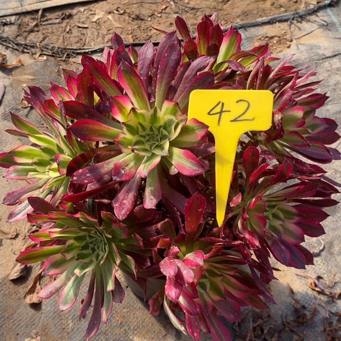 红陶42天河一物一拍