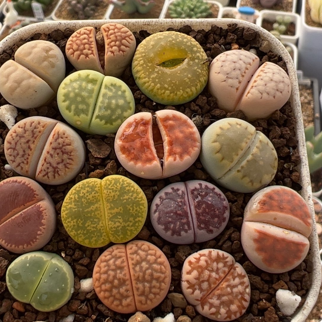 79多肉植物百科植物