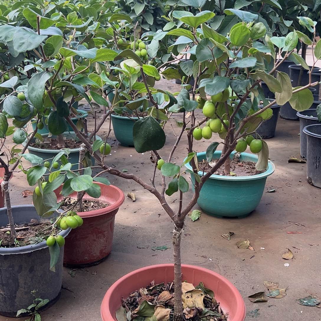 雷***厉完全开放苹果奶油枣树苗