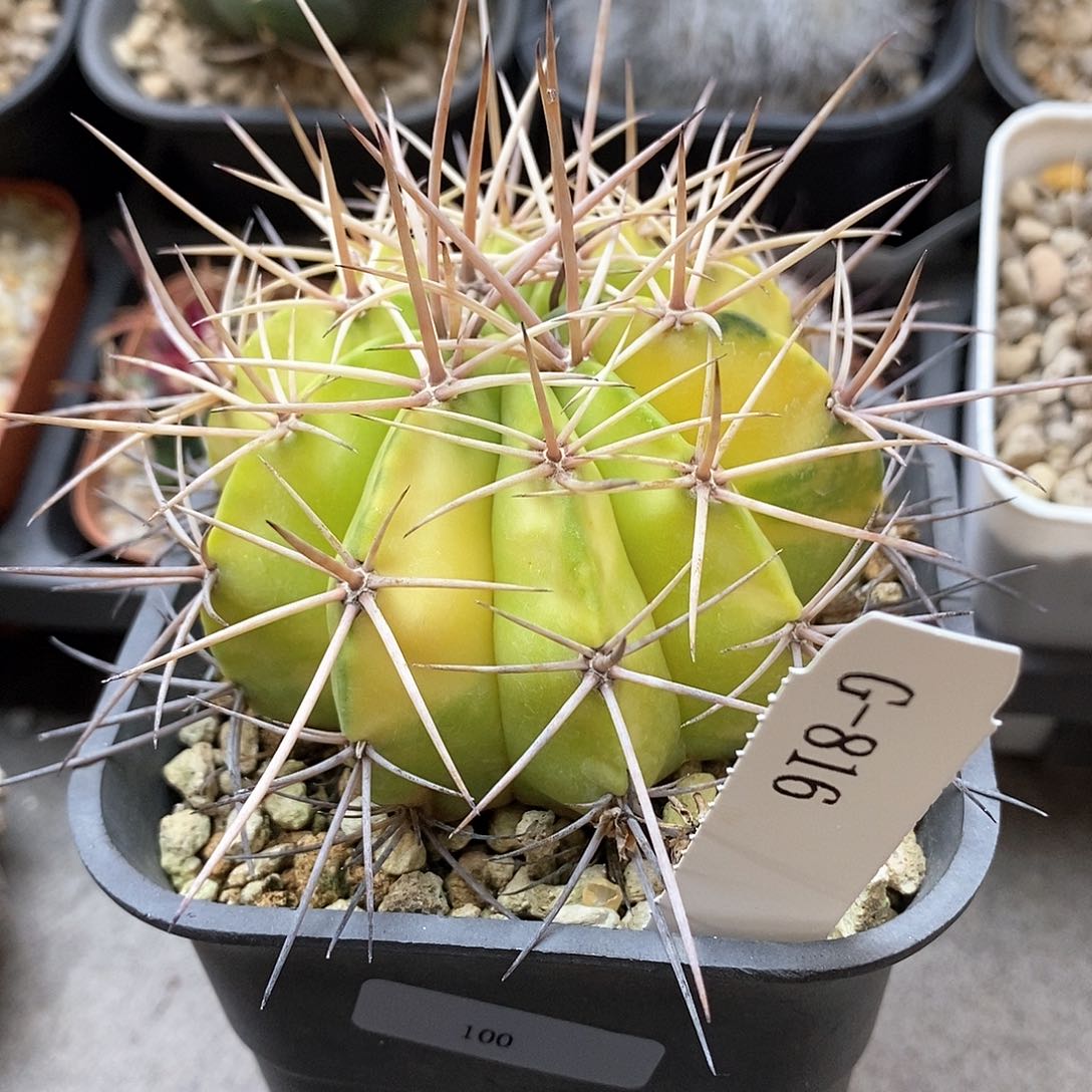 G816花油专拍仙人球开花