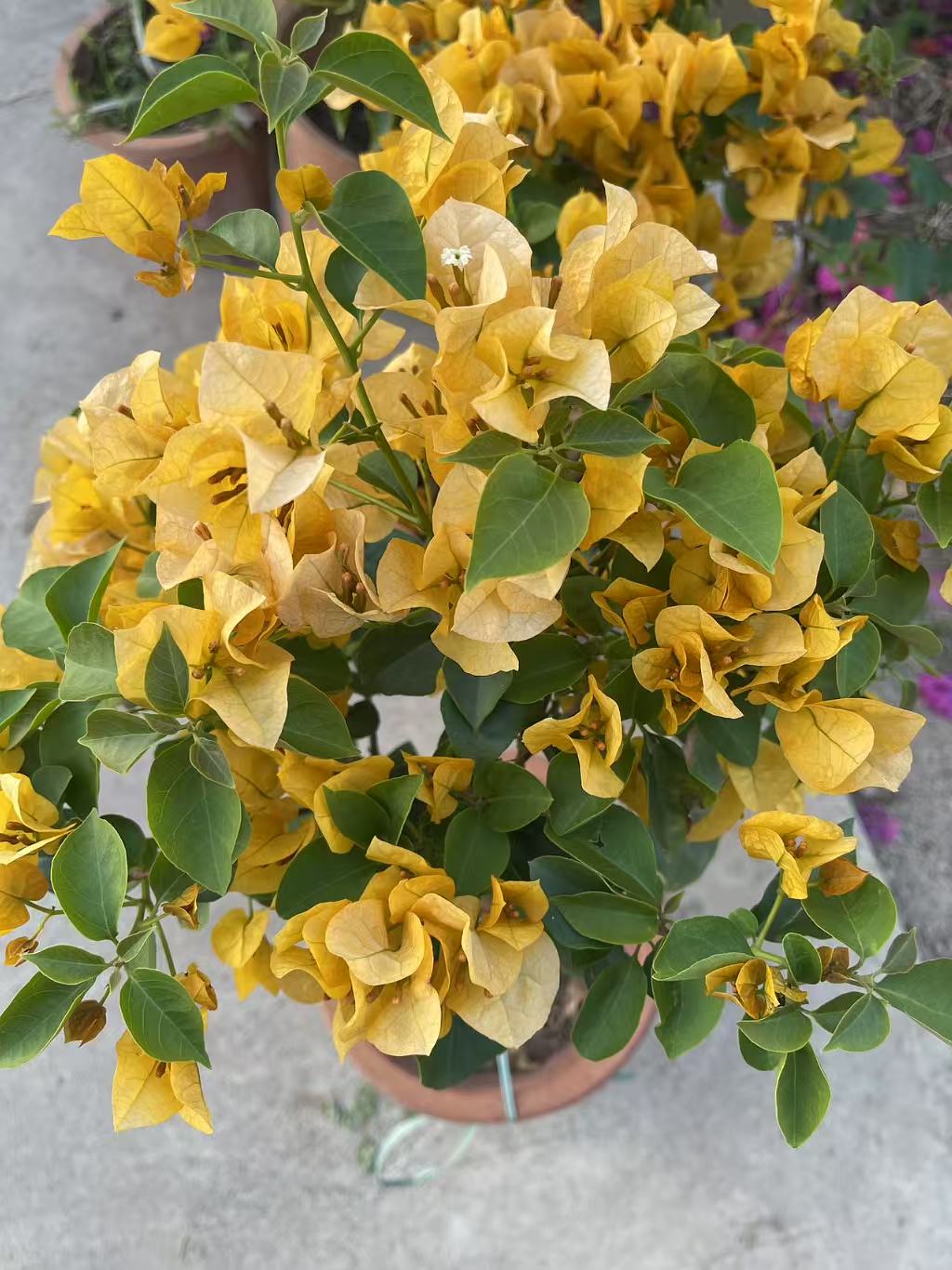 各种三角梅品种四季勤花