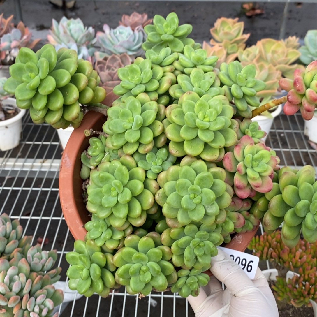 2096香格里拉一物一拍