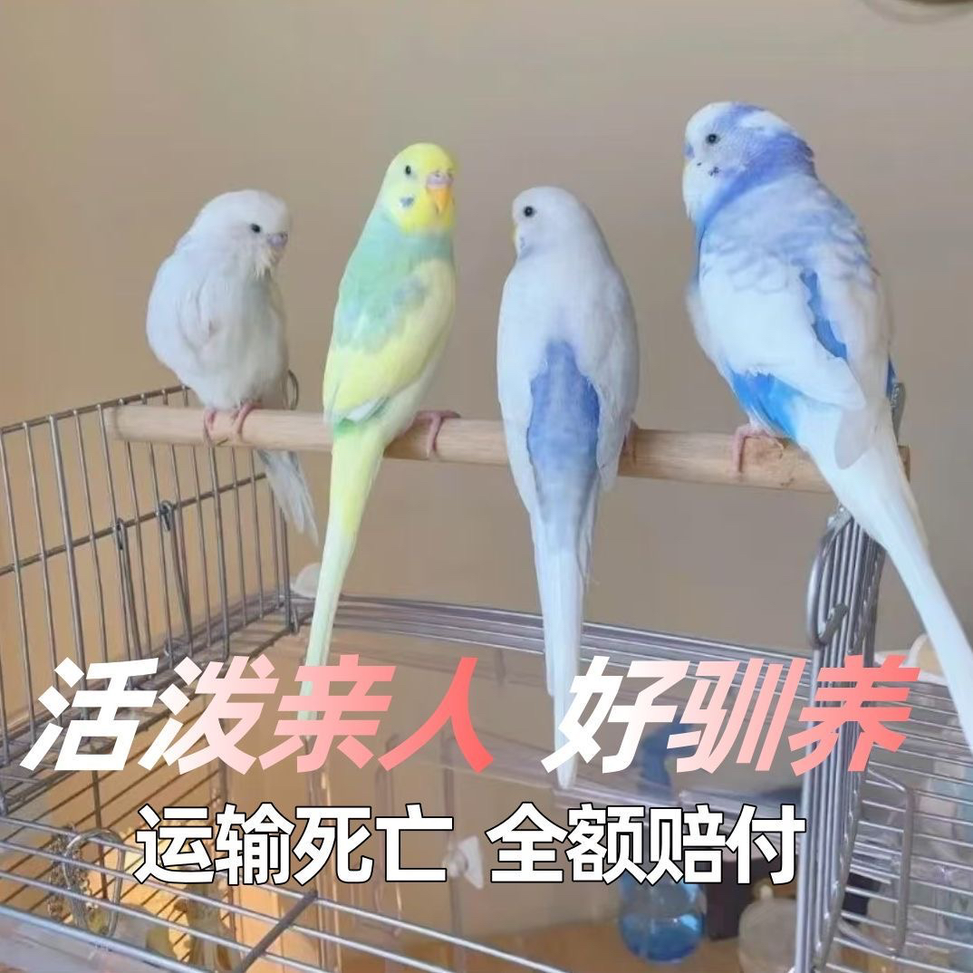 手养可上手亲人的金彩虎皮鹦鹉宠物（一对）