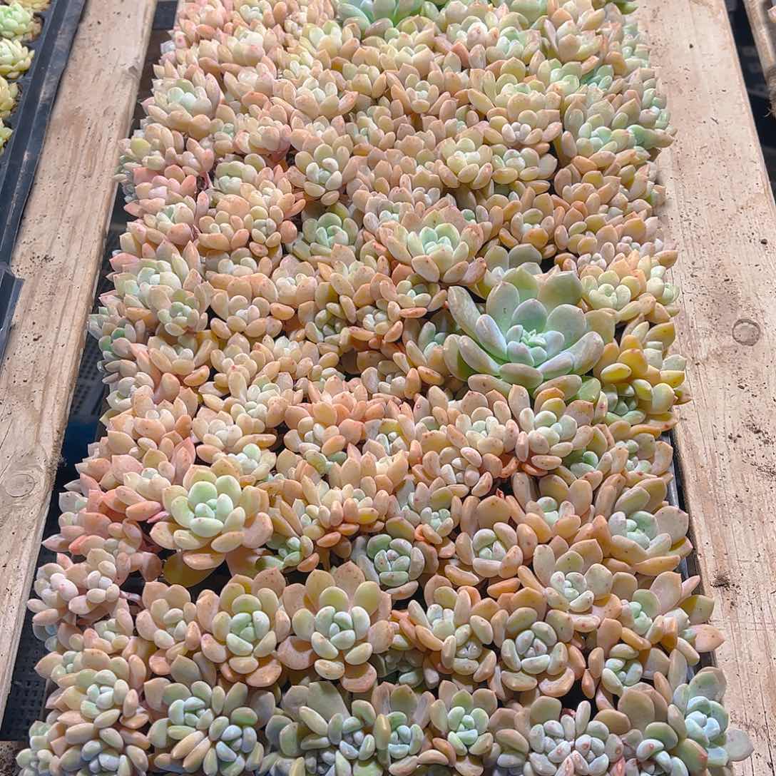 直播福利一物一拍131