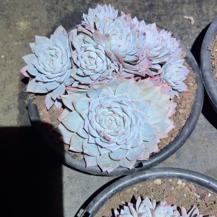 精品多肉植物老桩