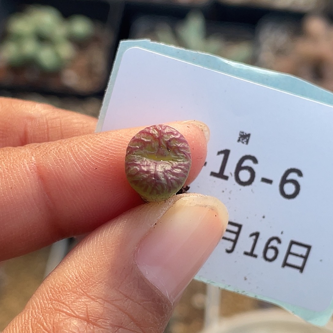 16-6送奶杂多肉植物