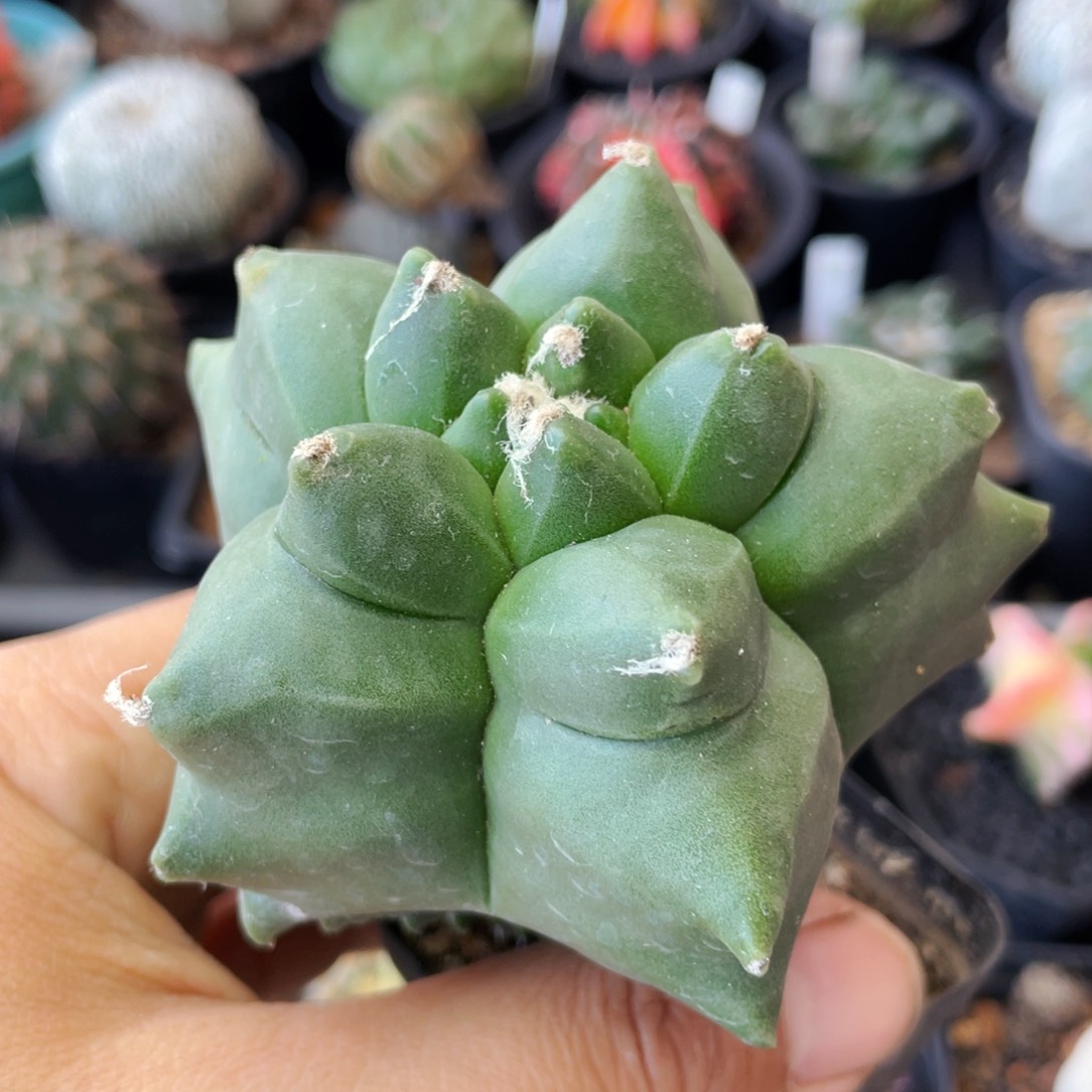 仙人球满28包邮盆口径5公分角优龟甲鸾凤玉7.8公分