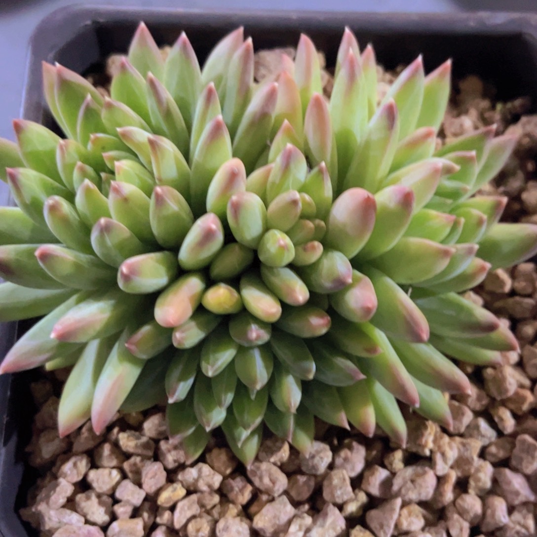 陨石01159多肉植物