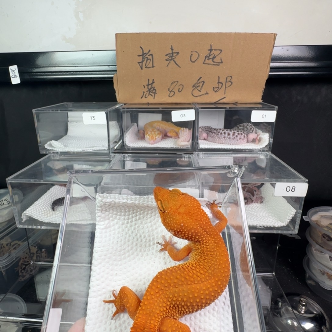 豹纹守宫蜜橘妹妹