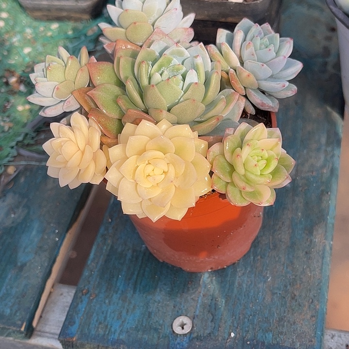 秋可园艺 梦露sp锦捧花