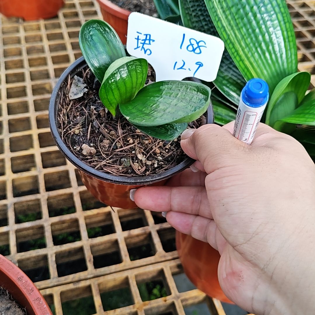 完全开放君子兰精品彩