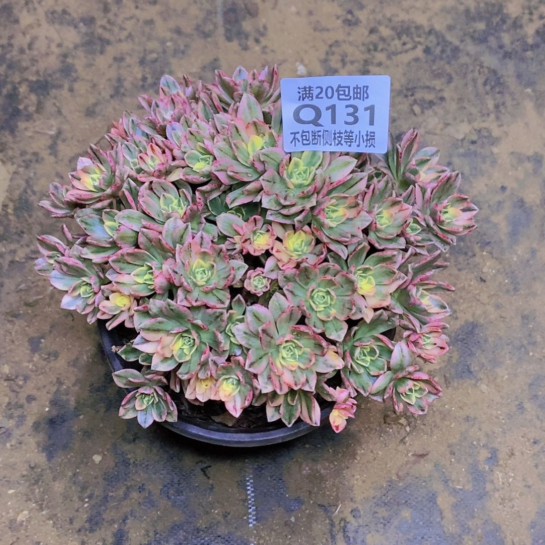 131甜茶多肉法师锦多肉