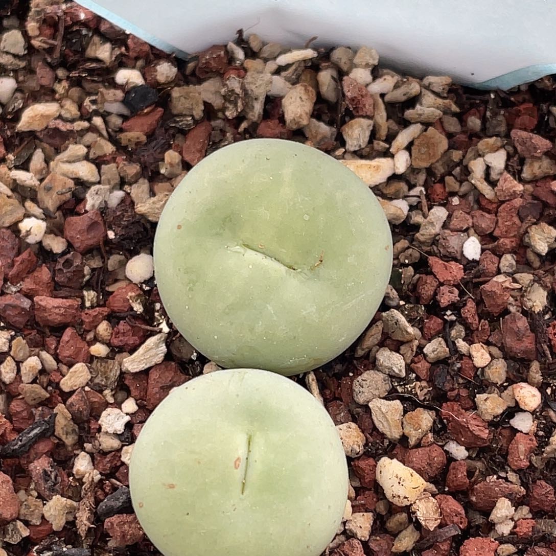 20-51嘴多肉植物肉锥