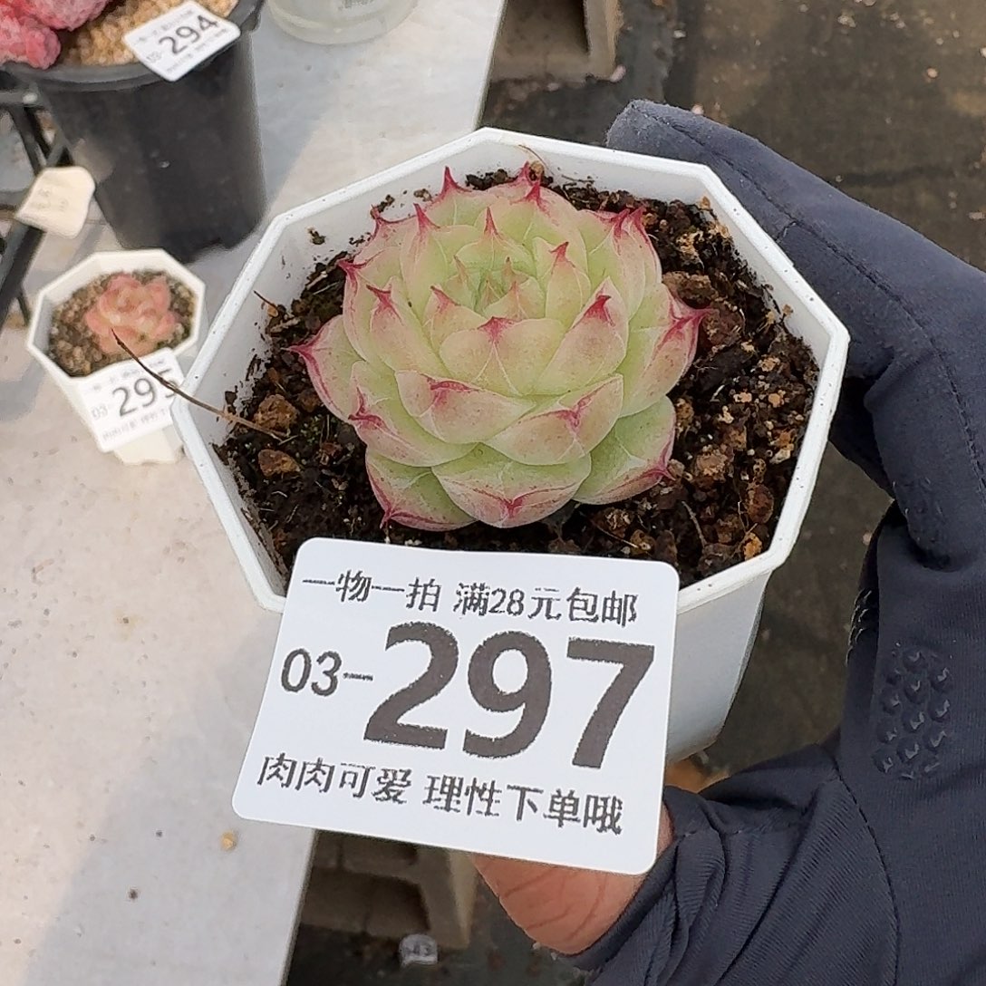 莲华无盆土发货无