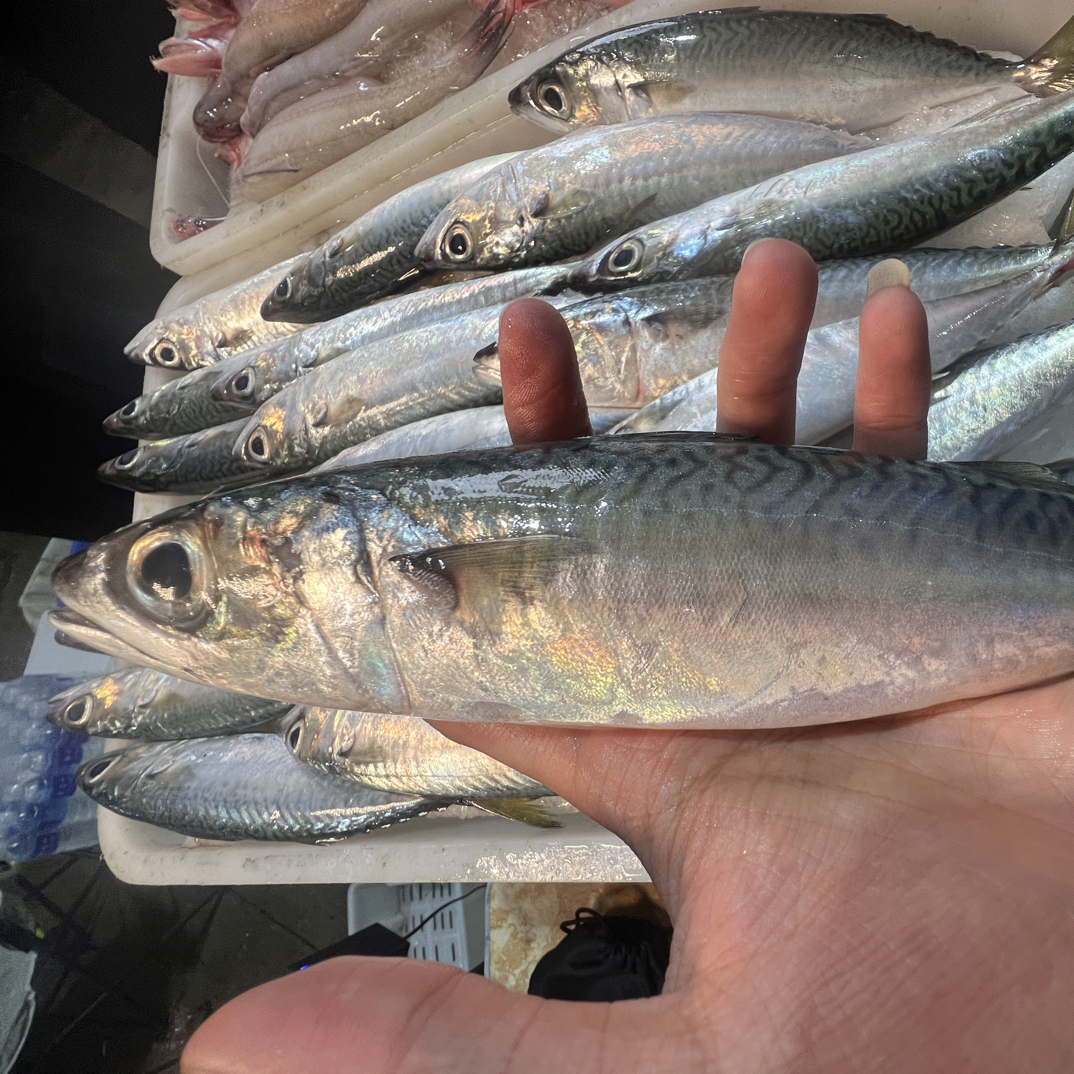 花仙鱼广东汕尾（灯照）红烧顺丰冷链（肉嫩容易露骨弹骨介意勿拍）